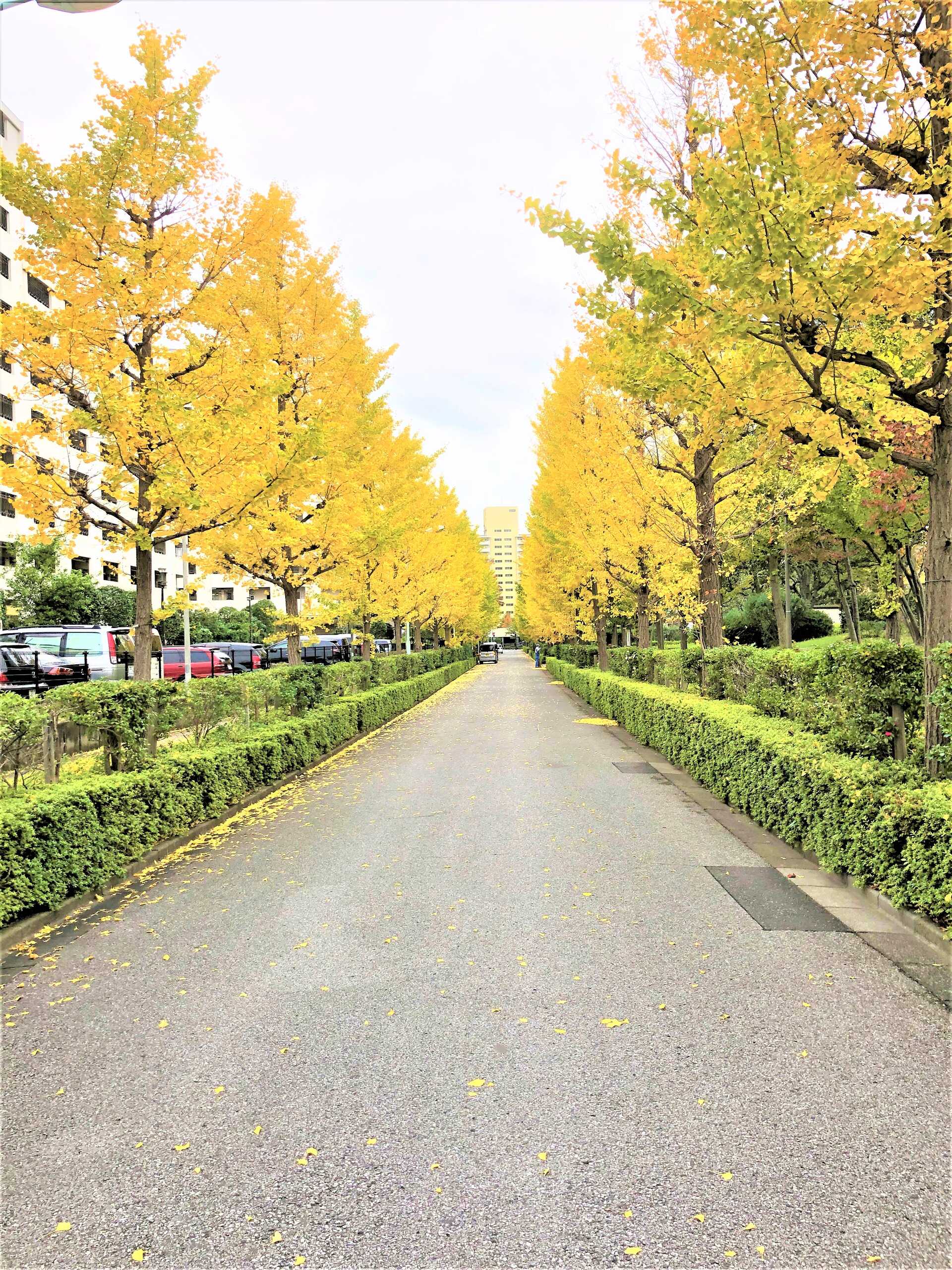 写真 2018-11-13 11 21 12